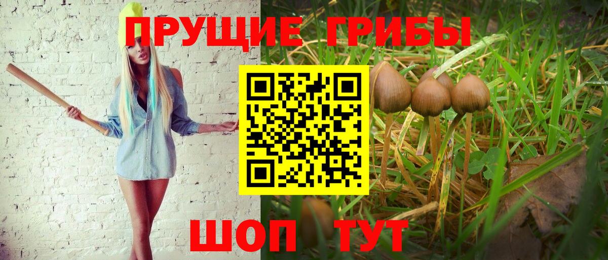 Псилоцибиновые грибы GOLDEN TEACHER Туапсе